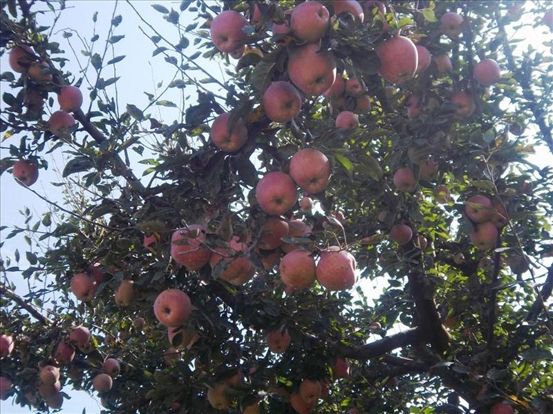 Apple Garden at Pahalgam
